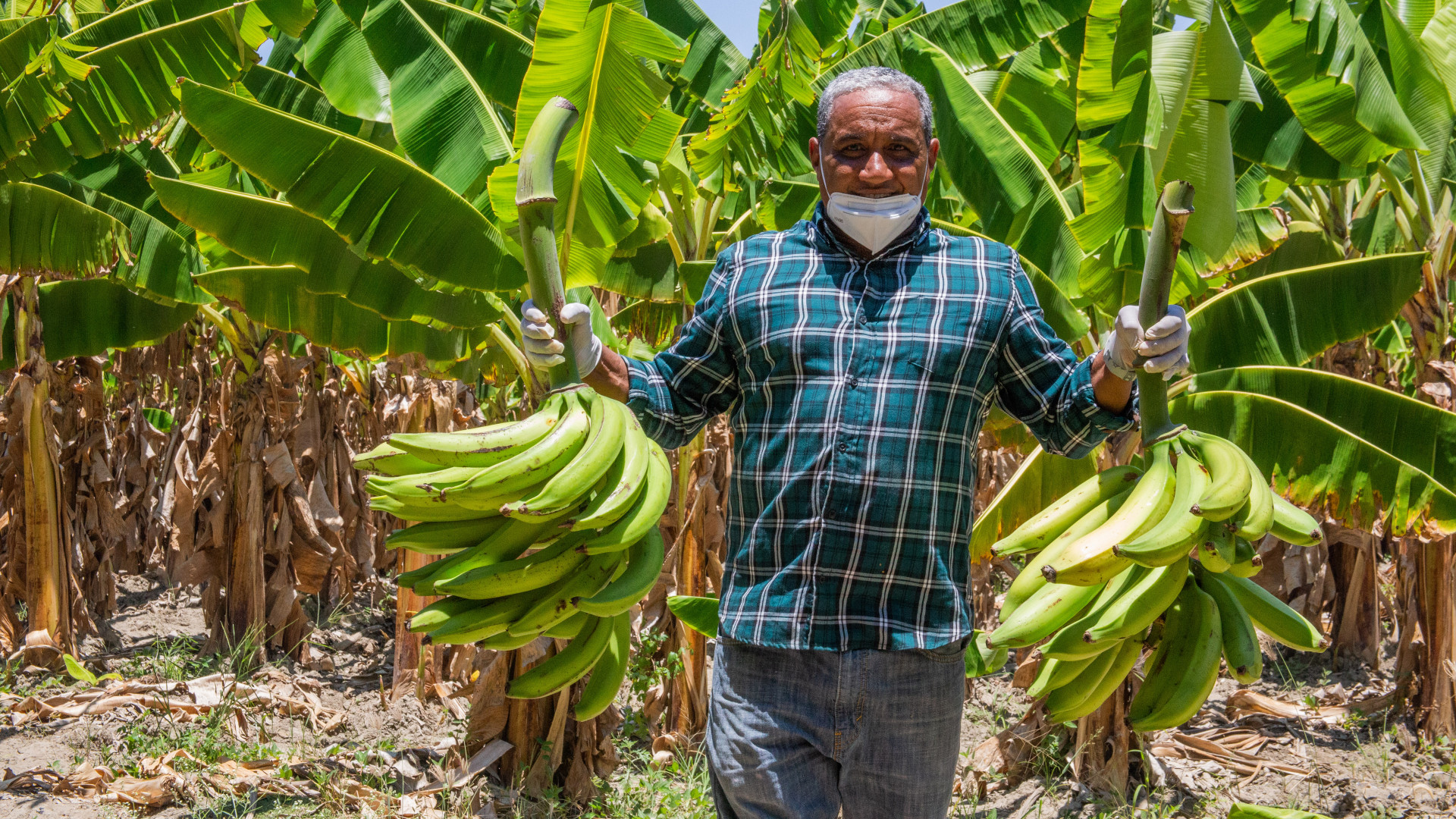 REPÚBLICA DOMINICANA: En Habanero, Barahona: casi 2,600 tareas sembradas de plátano, financiadas por Bagrícola