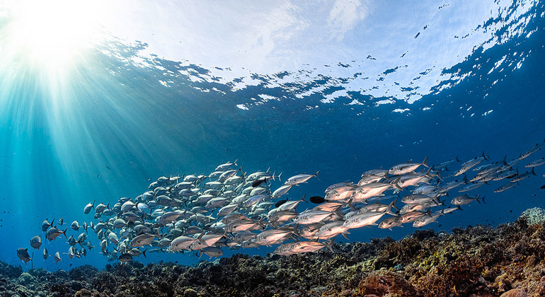 Si comemos más pescado que nunca, debemos cuidar nuestros océanos como nunca
