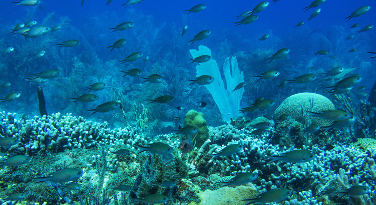 Si no acabamos con las emisiones de efecto invernadero podemos quedarnos sin arrecifes de coral a finales de siglo
