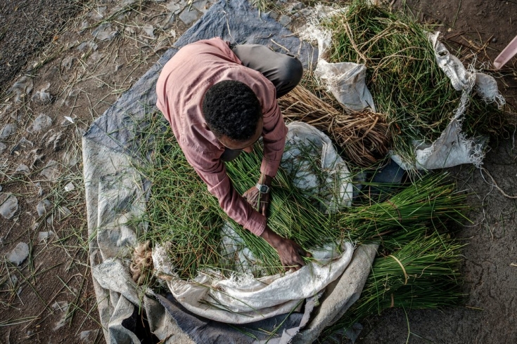 Un hombre arregla paquetes de hierba en el suelo de una calle de Alamata, en Etiopía, el 8 de diciembre de 2020