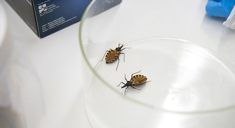 La ONU lanza una nueva iniciativa para combatir el mal de Chagas, la enfermedad parasitaria más mortal de América Latina