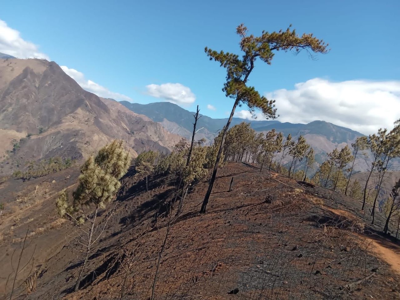 REPÚBLICA DOMINICANA: Medio Ambiente informa no hay incendios forestales; iniciará proceso de restauración por incendio en el Parque Nacional José del Carmen Ramírez