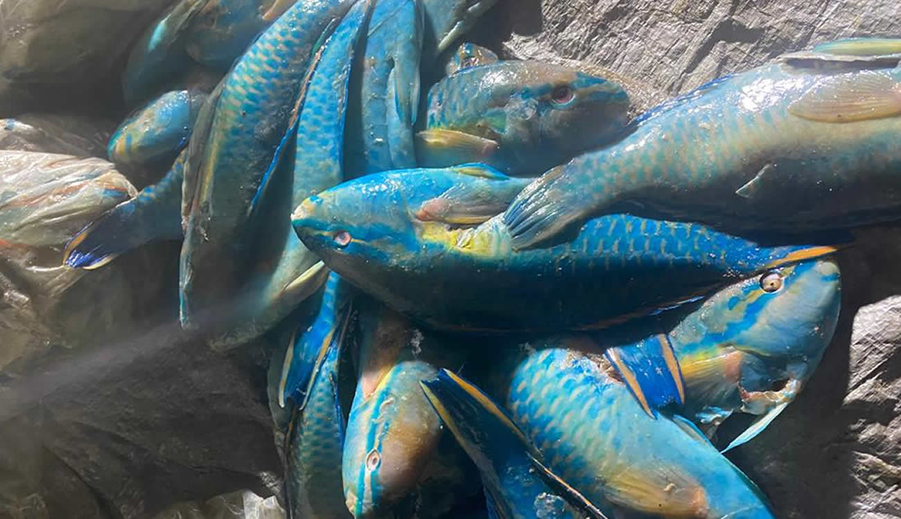 REPÚBLICA DOMINICANA: Ministerio de Medio Ambiente, CODOPESCA y SENPA incautan cargamento de pez loro y langosta pinta cuya captura está en veda