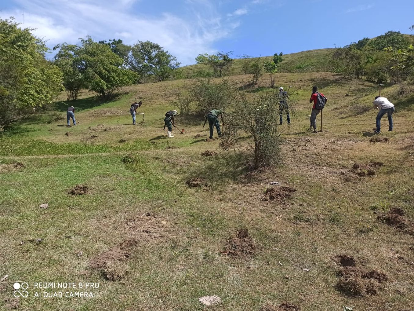 REPÚBLICA DOMINICANA: Medio Ambiente impulsa siembra de caoba criolla, cedro y samán en el entorno de la Carretera Internacional