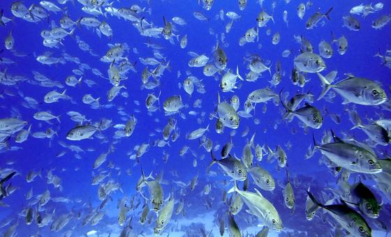La ONU adopta un acuerdo para conservar la biodiversidad marina en aguas internacionales