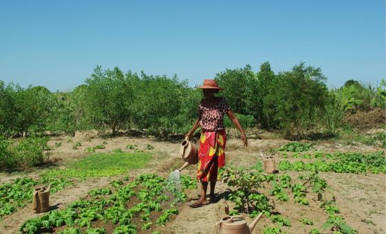 De las semillas a la energía solar en Madagascar: Blog del Coordinador Residente de la ONU
