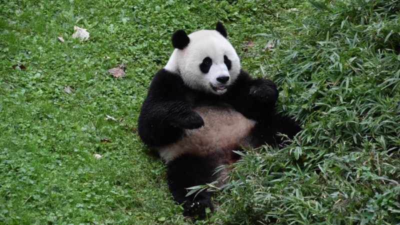 Los pandas de Washington reciben una calurosa despedida antes de volver a China