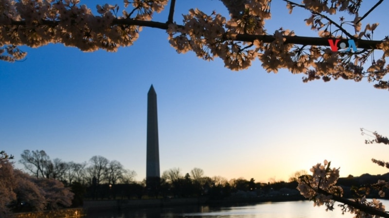 En Fotos | Inicio de la primavera en Washington DC