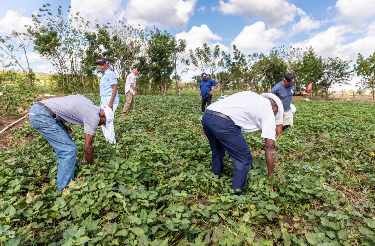 REPÚBLICA DOMINICANA: Adultos mayores del hogar de día Conape San Rafael Del Yuma cultivan hortalizas en programa de huertos