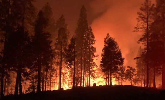 El rol de las comunidades indígenas para controlar los incendios forestales es fundamental