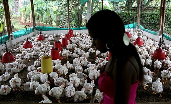 Expertos temen que la gripe aviar puede empezar a extenderse de persona a persona