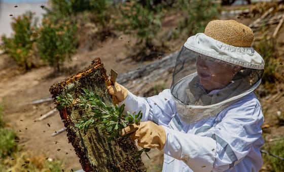 La mujer que extrae miel del desierto de Chile